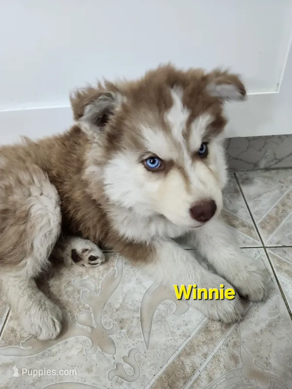Winnie AKC OFA – Siberian Husky puppy for sale in Lathrop, CA