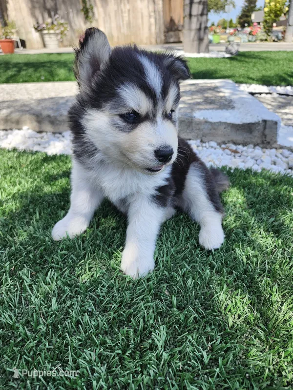 Buster AKC OFA – Siberian Husky puppy for sale in Lathrop, CA
