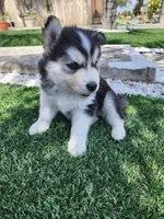 Buster AKC OFA, a  Siberian Husky for sale in Lathrop, CA – 1 of 6