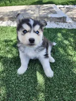 Buster AKC OFA, a  Siberian Husky for sale in Lathrop, CA – 4 of 6