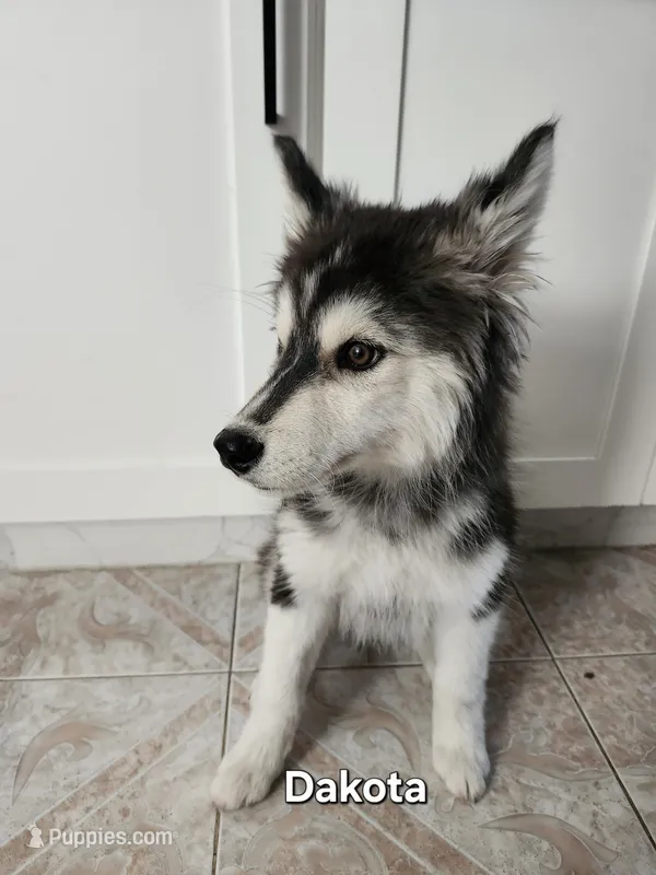 Dakota AKC OFA  – Siberian Husky puppy for sale in Lathrop, CA