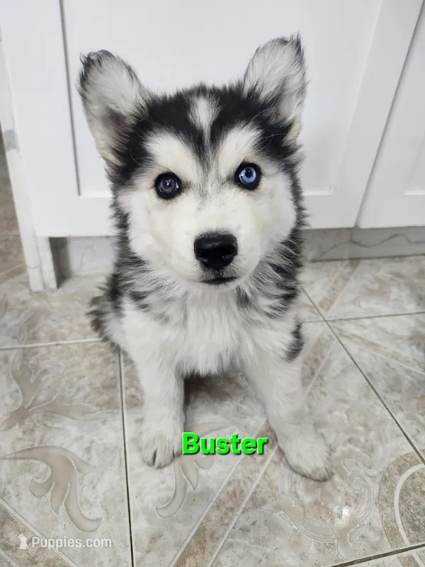 Buster AKC OFA – Siberian Husky puppy for sale in Lathrop, CA