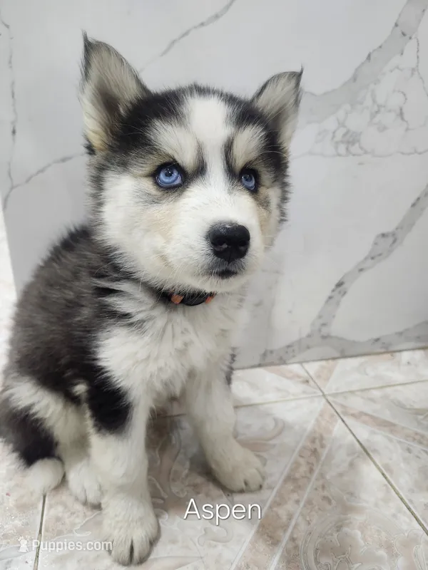 Aspen AKC OFA – Siberian Husky puppy for sale in Lathrop, CA