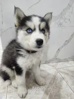 Aspen AKC OFA, a female Siberian Husky for sale in Lathrop, CA – 1 of 1