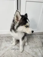 Aspen AKC OFA, a female Siberian Husky for sale in Lathrop, CA – 2 of 3