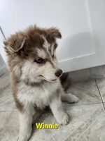 Winnie AKC OFA, a female Siberian Husky for sale in Lathrop, CA – 2 of 3