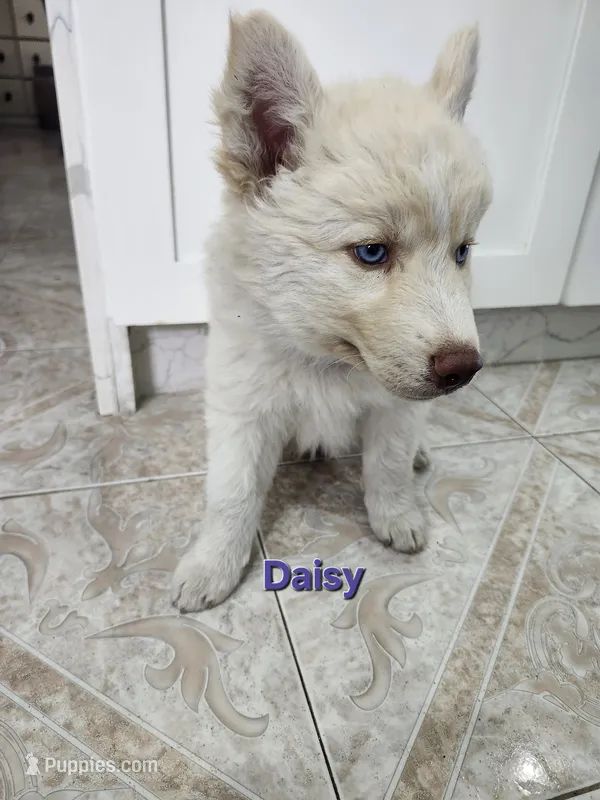 Daisy AKC OFA  – Siberian Husky puppy for sale in Lathrop, CA
