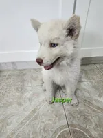 Jasper AKC OFA , a male Siberian Husky for sale in Lathrop, CA – 2 of 3