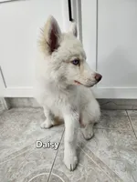 Daisy AKC OFA , a female Siberian Husky for sale in Lathrop, CA – 3 of 3