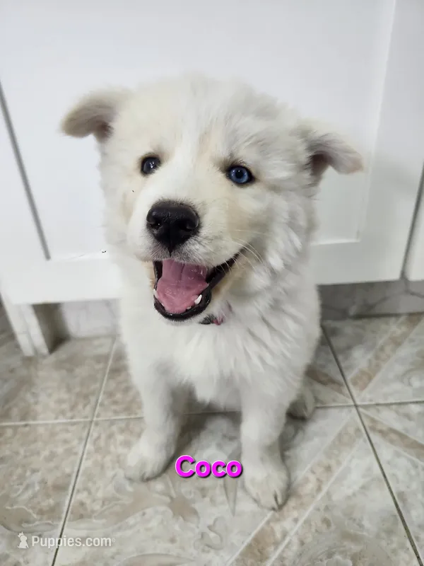 Coco AKC OFA  – Siberian Husky puppy for sale in Lathrop, CA