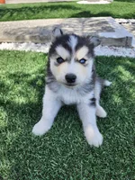 Buster AKC OFA, a  Siberian Husky for sale in Lathrop, CA – 2 of 6