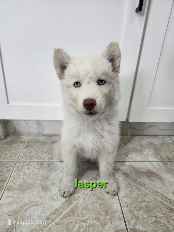 Jasper AKC OFA  – Siberian Husky puppy for sale in Lathrop, CA