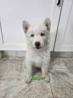 Jasper AKC OFA , a male Siberian Husky for sale in Lathrop, CA – 1 of 3