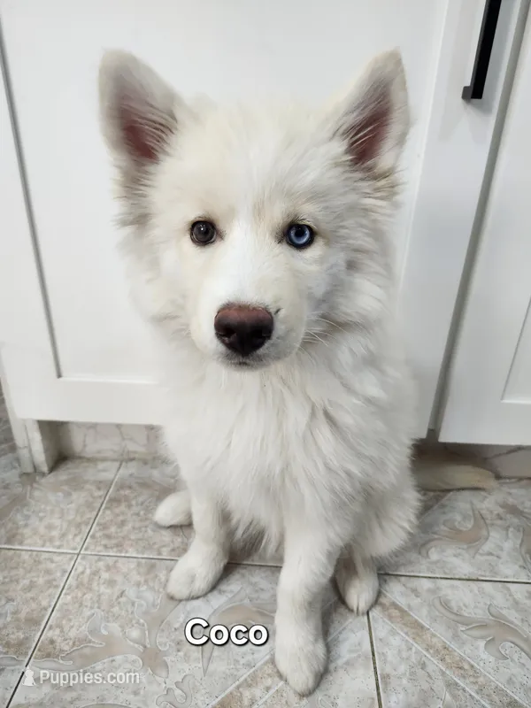 Coco AKC OFA  – Siberian Husky puppy for sale in Lathrop, CA