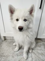 Coco AKC OFA , a female Siberian Husky for sale in Lathrop, CA – 1 of 3