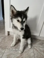 Dakota AKC OFA , a female Siberian Husky for sale in Lathrop, CA – 2 of 3