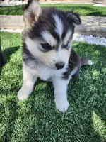Buster AKC OFA, a  Siberian Husky for sale in Lathrop, CA – 3 of 6