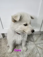 Coco AKC OFA , a female Siberian Husky for sale in Lathrop, CA – 2 of 3