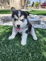 Buster AKC OFA, a  Siberian Husky for sale in Lathrop, CA – 6 of 6