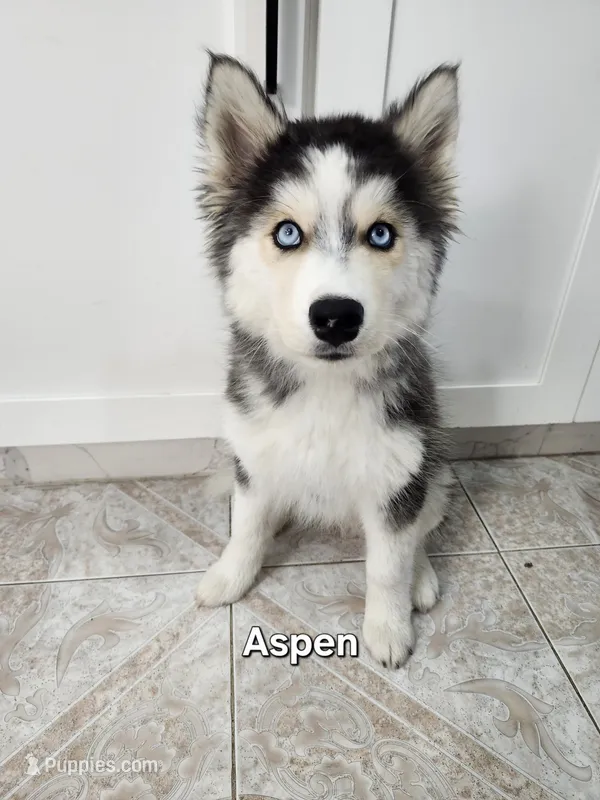 Aspen AKC OFA – Siberian Husky puppy for sale in Lathrop, CA