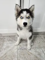 Aspen AKC OFA, a female Siberian Husky for sale in Lathrop, CA – 1 of 3