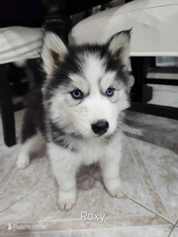 Roxy OFA AKC – Siberian Husky puppy for sale in Lathrop, CA