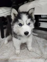 Roxy OFA AKC, a female Siberian Husky for sale in Lathrop, CA – 1 of 1