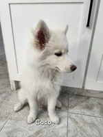 Coco AKC OFA , a female Siberian Husky for sale in Lathrop, CA – 2 of 3