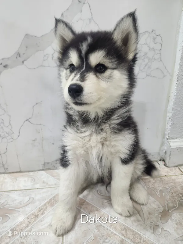 Dakota AKC OFA  – Siberian Husky puppy for sale in Lathrop, CA
