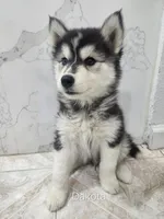 Dakota AKC OFA , a female Siberian Husky for sale in Lathrop, CA – 1 of 1