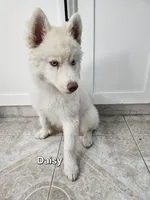 Daisy AKC OFA , a female Siberian Husky for sale in Lathrop, CA – 2 of 3
