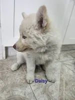 Daisy AKC OFA , a female Siberian Husky for sale in Lathrop, CA – 2 of 3