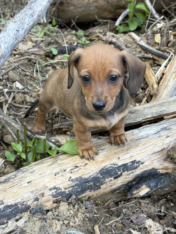 Pup 2 – Miniature Dachshund puppy for sale in Spotsylvania, VA