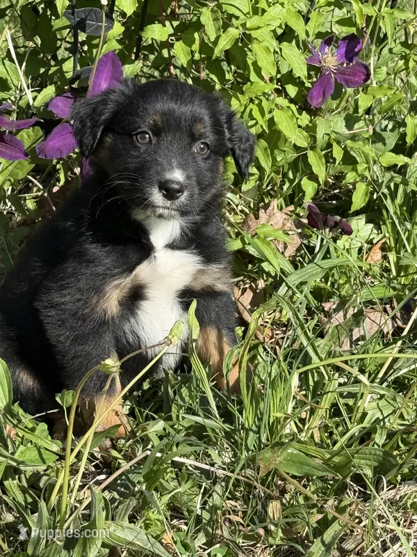 Pup 1  – Australian Shepherd puppy for sale in Spotsylvania, VA