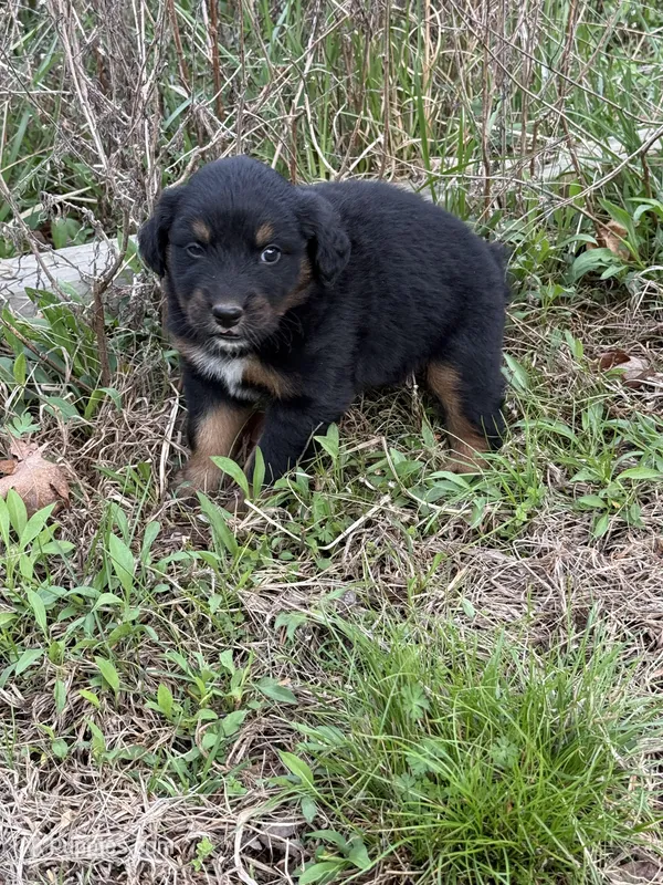 Pup 1  – Australian Shepherd puppy for sale in Spotsylvania, VA
