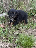 Pup 1 , a male Australian Shepherd for sale in Spotsylvania, VA – Photo 1 of 3