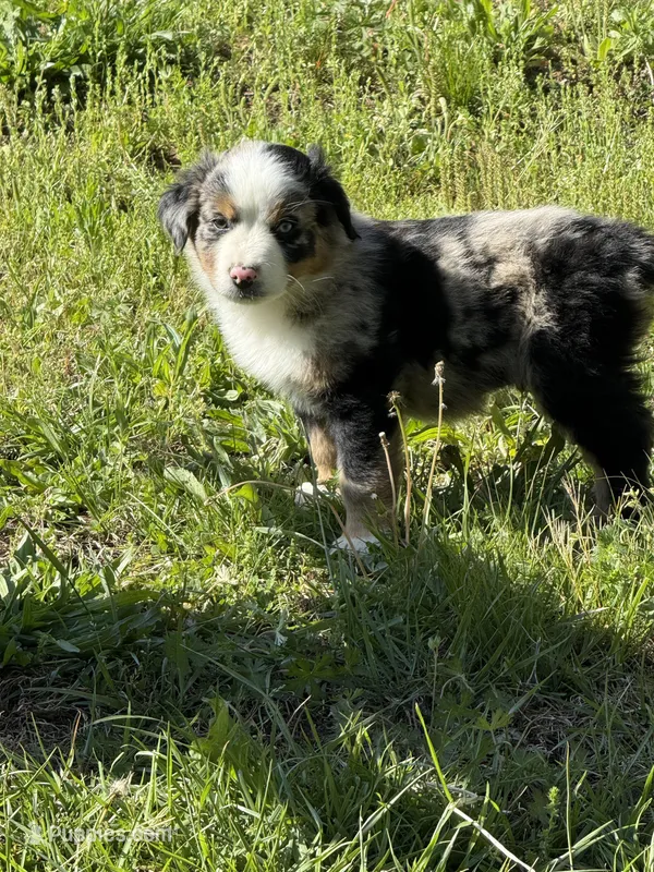 Pup 4 – Australian Shepherd puppy for sale in Spotsylvania, VA