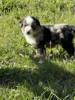 Pup 4, a male Australian Shepherd for sale in Spotsylvania, VA – Photo 1 of 2
