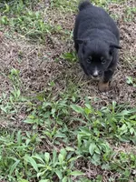 Pup 3, a female Australian Shepherd for sale in Spotsylvania, VA – Photo 2 of 3