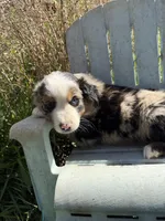 Pup 4, a male Australian Shepherd for sale in Spotsylvania, VA – Photo 2 of 2