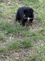 Pup 3, a female Australian Shepherd for sale in Spotsylvania, VA – Photo 3 of 3