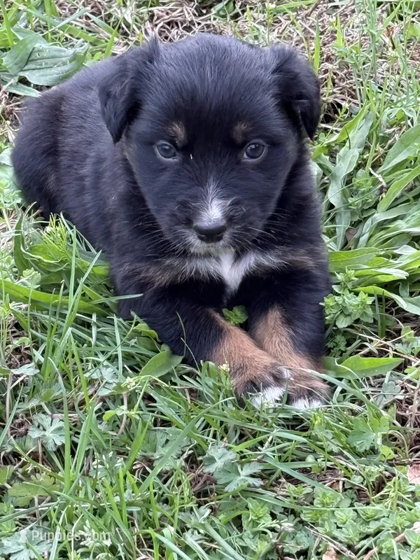 Pup 3 – Australian Shepherd puppy for sale in Spotsylvania, VA