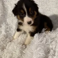 Christmas 4, a male Australian Shepherd for sale in Spotsylvania, VA – Photo 3 of 4