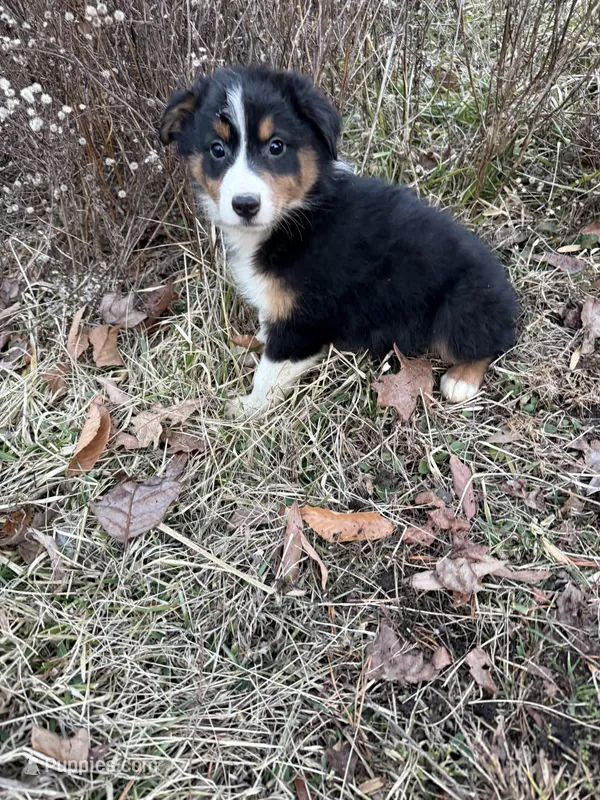 Christmas 4 – Australian Shepherd puppy on hold in Spotsylvania, VA