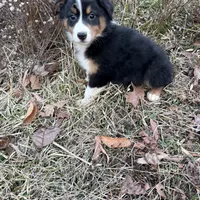 Christmas 4, a male Australian Shepherd for sale in Spotsylvania, VA – Photo 1 of 4