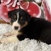 Christmas 4, a male Australian Shepherd for sale in Spotsylvania, VA – Photo 2 of 4