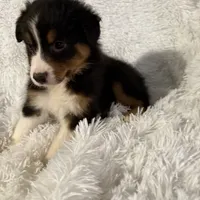 Christmas 4, a male Australian Shepherd for sale in Spotsylvania, VA – Photo 4 of 4