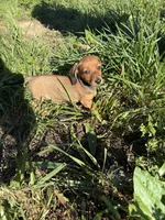 Pup 2, a female Miniature Dachshund for sale in Spotsylvania, VA – 4 of 4
