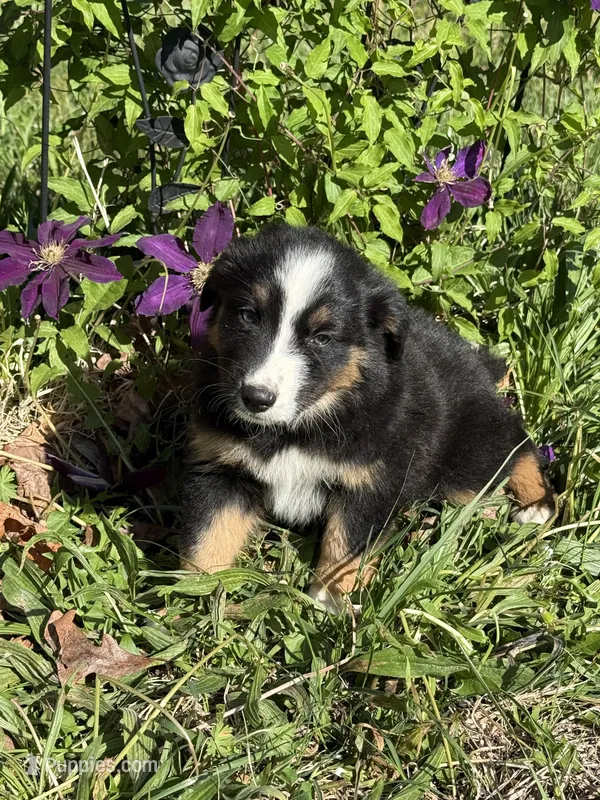 Pup 2 – Australian Shepherd puppy for sale in Spotsylvania, VA