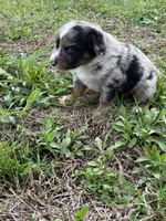 Pup 2, a male Australian Shepherd for sale in Spotsylvania, VA – Photo 2 of 3